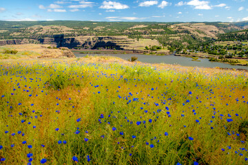 A field of Bachelor Button flowers in the Tom McCall Preserve in the Rowena Bluffs near Rowena...