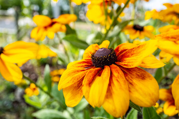 black-eyed Susan 7