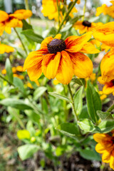 black-eyed Susan 6 