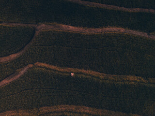 sunset over the rice filed in the countryside