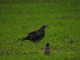 An Eagle on ground