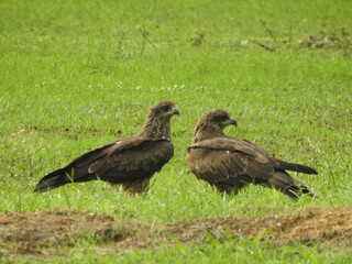 vulture on the ground