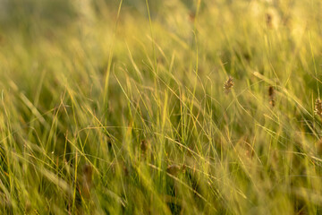 Dense tall green grass on a bright sunny day. Close-up with a blurred background.