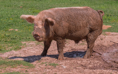 A dirty pig stands in a puddle, close-up