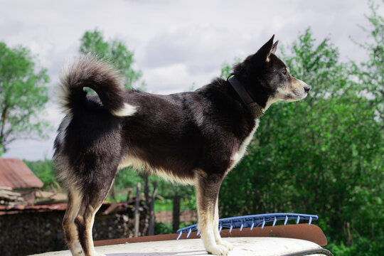 Black Dog On A Background Of Green Trees, Side View