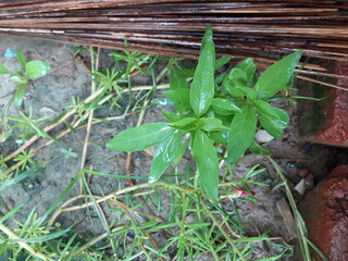 small plant grow in the soil