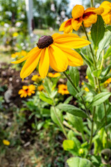 jardin de black-eyed Susan 