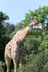 Wild African Giraffes by the Chobe River in Botswana
