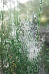 Spider weg