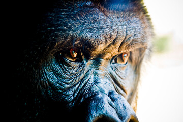 Gorilla looking serious 