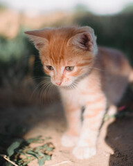 A small red kitten with big blue eyes. A kitten walks on the grass in the Park. Kitten in nature. Baby, boy cat.