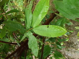 guava tree leaf in rain