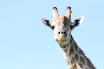 Obraz premium Wild African Giraffes by the Chobe River in Botswana