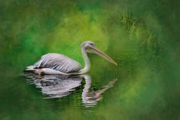 a swimming pelican