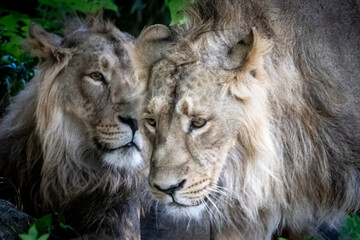 a closeup of two lions