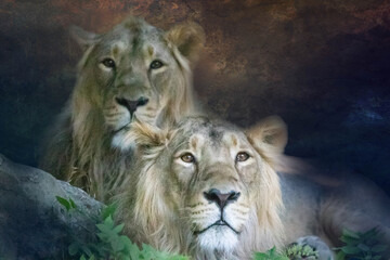portrait of two lions