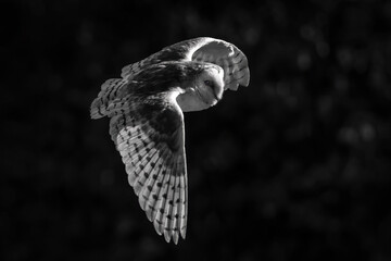 Snowy owl, Bubo scaniacus with open wings spread in flight flying low through meadow grassland stock photo 
