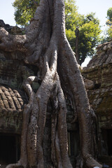 Fototapeta na wymiar Ta Prohm, Angkor Wat, Cambodia, trees engulfing the temple structures with roots