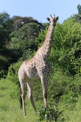 Wild African Giraffes by the Chobe River in Botswana
