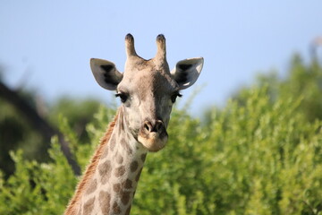 Wild African Giraffes by the Chobe River in Botswana