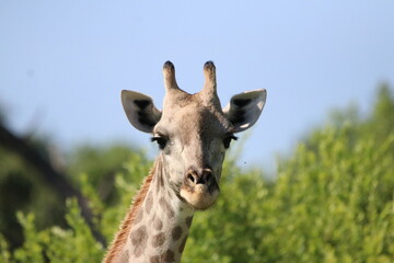 Wild African Giraffes by the Chobe River in Botswana