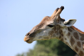 Wild African Giraffes by the Chobe River in Botswana