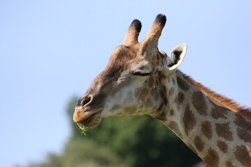 Obraz premium Wild African Giraffes by the Chobe River in Botswana