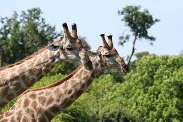 Wild African Giraffes by the Chobe River in Botswana