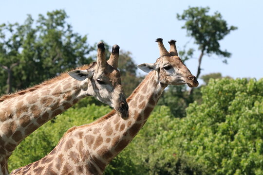 Wild African Giraffes by the Chobe River in Botswana
