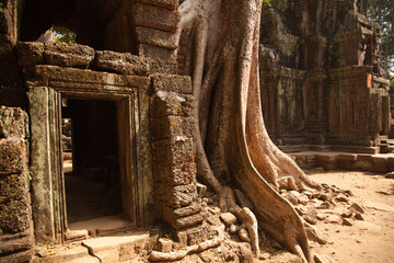 Ta Prohm, Angkor Wat, Cambodia, trees engulfing the temple structures with roots