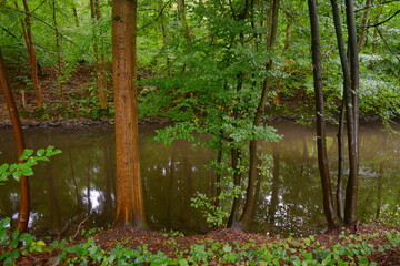 Fototapeta premium Viele Regen nasse dünne Baumstämme, manche mit frisch grüne Blätter an einem Fluss in dem sich die gegenüberliegende Bäume spiegeln. 