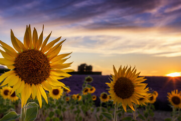 Valensole, Provence/France, Jul 14th 2020: a stunning colorful sunset with sunflowers in the foreground and lavender field in the background