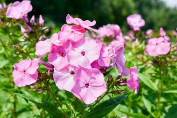 pink phlox flowers in the garden