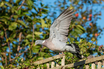Common Wood Pigeon (Columba palumbus) flying with its wings spread open in flight a bird species of the dove family found in the UK and Europe
