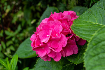 pink flower up close