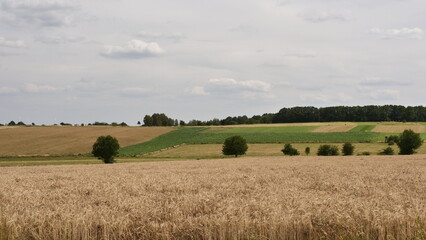 Fototapeta premium Feld- und Wiesenblick bei Bergen 