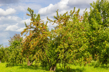 Fototapeta premium A large apple orchard with a rich, fruit harvest that ripens on a sunny summer day. Autumn harvest.