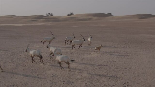 An amazing aerial close up of Oryxes or Arabian antelopes in the Desert Conservation Reserve near the Dubai desert. Drone shoot side angle parallax tracking and chasing animals close up