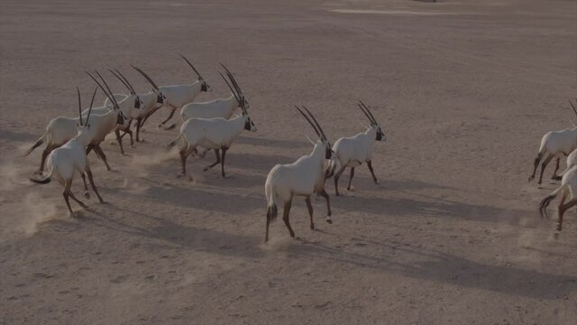 An amazing aerial up close of Oryxes or Arabian antelopes in the Desert Conservation Reserve near the Dubai desert. Drone shoot side angle parallax tracking and chasing animals close up