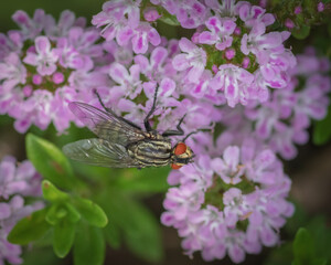 Close-up of the housefly (Musca domestica) on purple flowers of Breckland thyme
