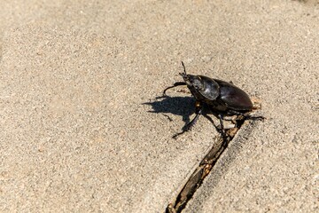 close-up photo of big female stag-beetle ( Lucanus cervus ) on concrete pavement. European stag beetle  is one of the best-known species of stag beetle.