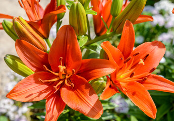 orange lily flowers in garden