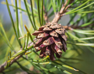 Close-up of open pine cone of Scots pine in spring