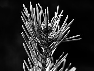 Naklejka na ściany i meble Close-up of Scots pine twig with needles and pine cone in monochrome