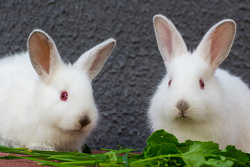 Two little white rabbits are sitting on the background of a gray wall