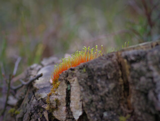Closeup of colorful red and green moss growing on the old tree stump in the forest
