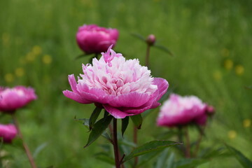 Gorgeous purple and pink peony in daylight isolated and in field