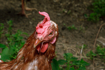 Brown chicken farm animal portrait