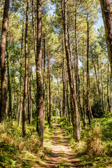 Fototapeta na wymiar magnificent landscapes of the Landes forest in the south west of France
