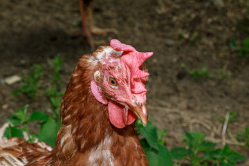 Brown chicken farm animal portrait